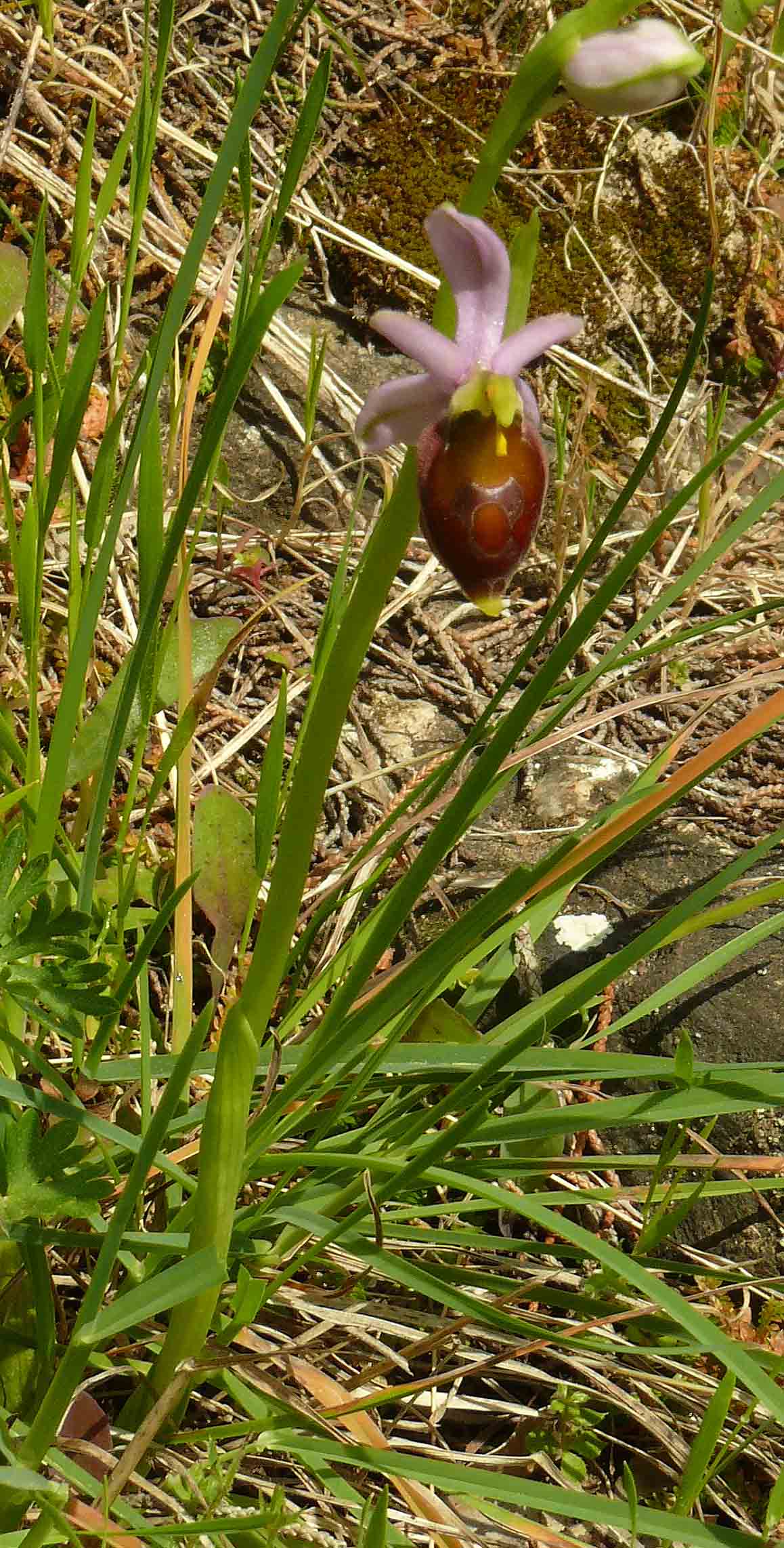 Orchidee in area mineraria 1 yesterday